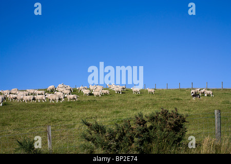 Border-Collie Gebrauchshund Schafe auf einem schottischen Highland Hügel aufrunden. Stockfoto