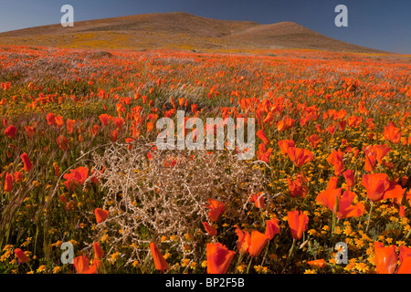 Tumbleweed Salsola Tragus unter Kalifornischer Mohn, Antelope Valley, Kalifornien. Stockfoto