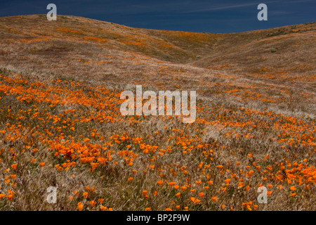 Massen der kalifornische Mohn im Antelope Valley California Poppy Reserve, Süd-Kalifornien. Stockfoto