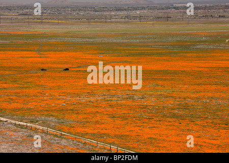 Massen der kalifornische Mohn im Antelope Valley California Poppy Reserve, Süd-Kalifornien. Stockfoto