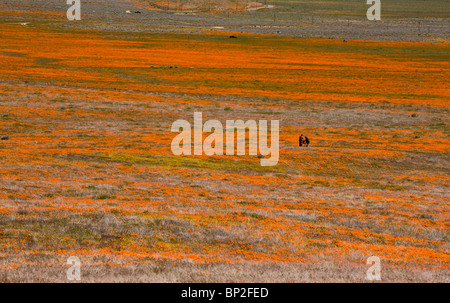 Besucher unter Massen von Kalifornischer Mohn im Antelope Valley California Poppy Reserve, Süd-Kalifornien. Stockfoto