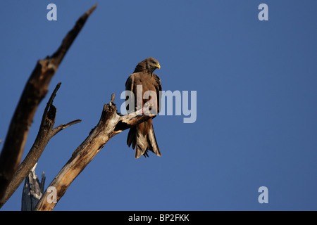 Gelb-billed Kite (Milvus Aegyptius) sitzt auf einem toten Baum im Okavango Delta, Botswana Stockfoto