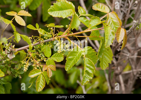 Westliche Gifteiche (Pacific Gifteiche) Toxicodendron Diversilobum in Blüte. Bewirkt, dass Hautausschläge oder Dermatitis. Kalifornien. Stockfoto