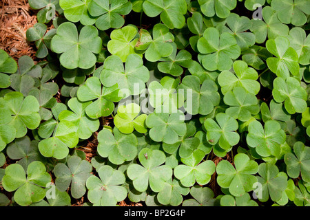 Blätter von Redwood Sauerampfer oder Oregon Oxalis, Oxalis oregana Stockfoto