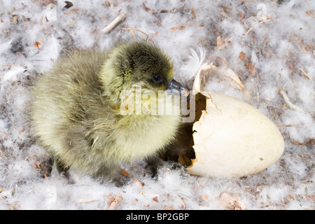 Pink-footed Gans Anser Platyrhynchus. Gosling gerade geschlüpft. Stockfoto