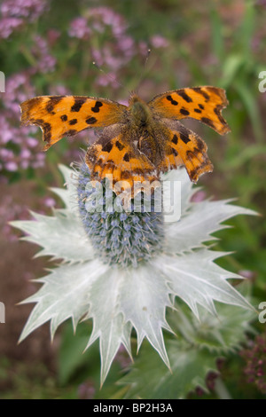 Komma-Schmetterling auf riesigen Meer Holly (Eryngium Giganteum) Silver Ghost Apiaceae Stockfoto