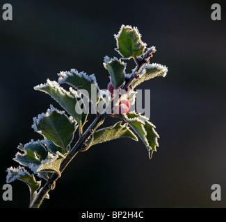 Holly und Frost Stockfoto