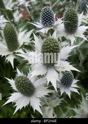 Riesigen Meer Holly (Eryngium Giganteum) Silver Ghost Apiaceae Stockfoto