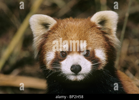 Rot oder kleinere Panda China Stockfoto