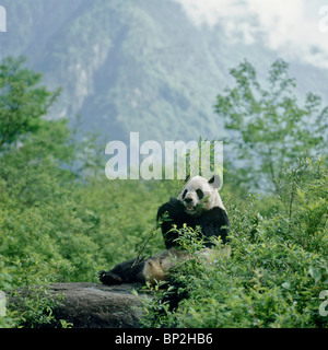 Giant Panda sitzend auf Felsen Fütterung auf Bambus, Wolong, Sichuan, China Stockfoto