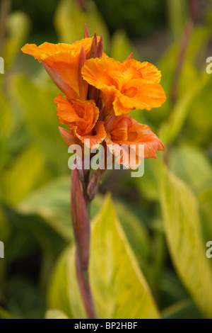 CANNA Striata Blume (Indian erschossen) Nahaufnahme Stockfoto