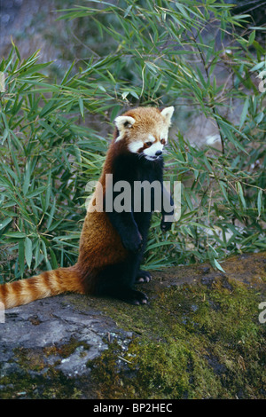 Rot oder kleinere Panda stehend auf bemoosten Felsen Sichuan China Stockfoto