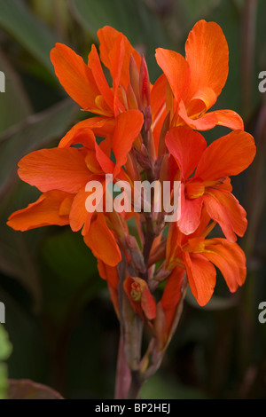 Rot Canna Lily Nahaufnahme Stockfoto