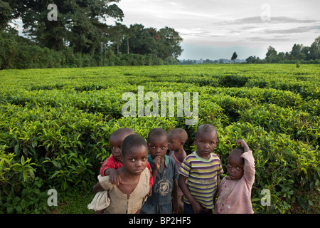 Kinder stehen auf Tee-Felder im Westen Kenias, in der Nähe von Kakamega. Stockfoto