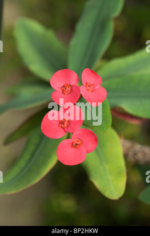 Coronne des Epines Euphorbia Milii Var splendens Stockfoto