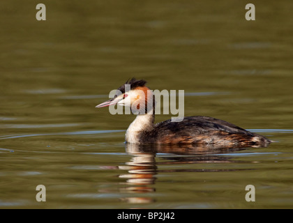 Haubentaucher, Podiceps Cristatus fotografiert im Stanley Park See zum Bootfahren in Blackpool. Stockfoto