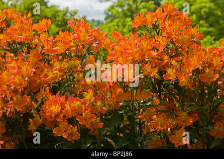 Alstroemeria Peruanische Lilie Flammende Sterne Amaryllisgewächse Stockfoto