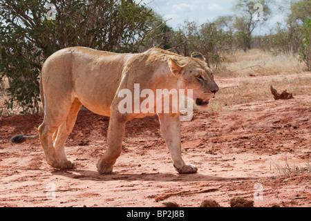 Die Löwin (Panthera Leo) in der Savanne, Tsavo East National Park, Kenia. Stockfoto