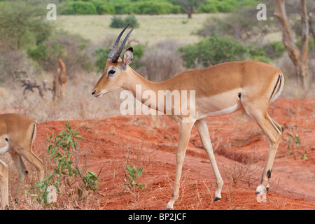 Impala (Aepyceros Melampus) im Nationalpark Tsavo, Kenia. Stockfoto