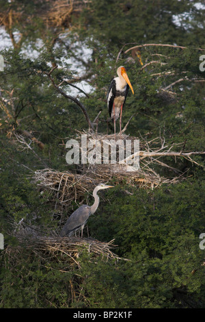 MALTE Storch & Graureiher im Verschachtelung Kolonie (Ibis Leucocephalus & Ardea Cinerea) Bharatpur National Park, Rajasthan, Indien. Stockfoto