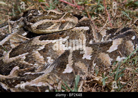 Blätterteig-Addierer (Bitis Arietans) im kenianischen Savanne. Stockfoto