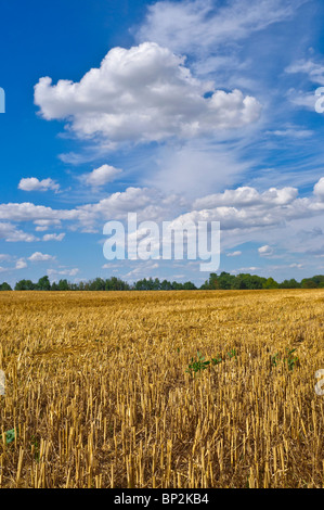 Ackerland Feld Stoppeln nach der Ernte - Indre-et-Loire, Frankreich. Stockfoto