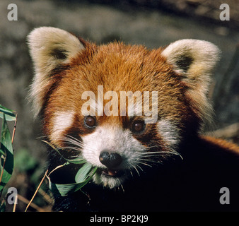 Rot oder kleinere Panda Bambus essen verlässt China Stockfoto