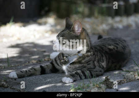 Inländische Katze alleinstehenden ruhen im Schatten außerhalb UK Stockfoto