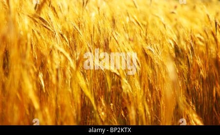 Weizen Feld Closeup Landschaftsbild mit selektiven Fokus Stockfoto