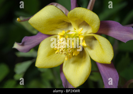 Die Akelei-Blüte ist eine auffällige exotische Blüte. Stockfoto