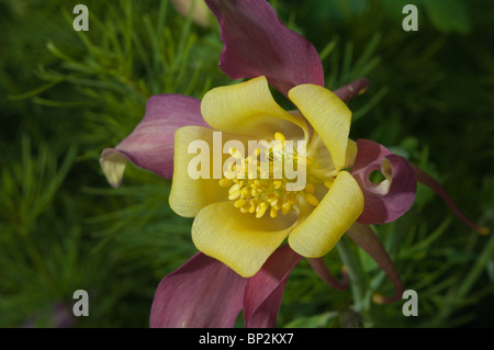 Die Akelei-Blüte ist eine auffällige exotische Blüte. Stockfoto