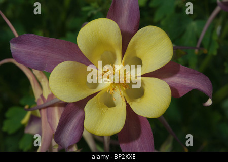 Die Akelei-Blüte ist eine auffällige exotische Blüte. Stockfoto