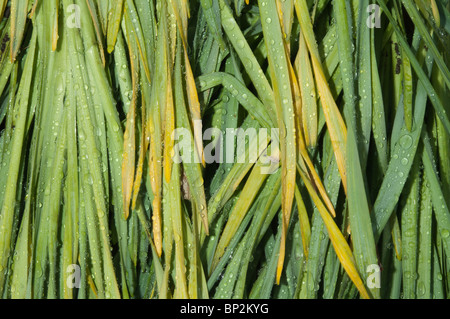 Wassertropfen Rest auf frisch entfernte Pflanzenblätter. Stockfoto