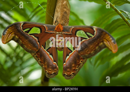 Riesen Atlas Moth (Attacus Atlas) Stockfoto