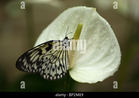 Weißen Baum Nymphe Schmetterling (Idee Leuconoe) Stockfoto