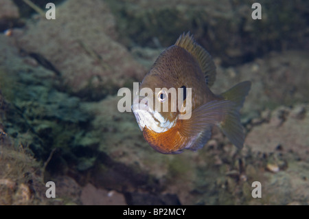 Sonnenbarsch Süßwasserfische werden heftig territoriale und Schutz der Nester während der Laichzeit. Stockfoto