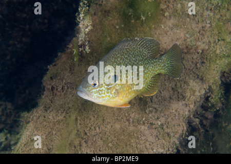 Süßwasser Pumpkinseed Sunfish kann während der Laichzeit sehr bunt sein. Stockfoto