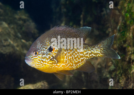 Süßwasser Pumpkinseed Sunfish kann während der Laichzeit sehr bunt sein. Stockfoto