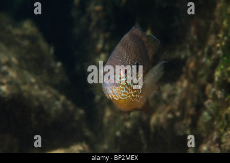 Süßwasser Pumpkinseed Sunfish kann während der Laichzeit sehr bunt sein. Stockfoto