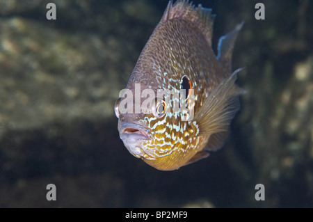 Süßwasser Pumpkinseed Sunfish kann während der Laichzeit sehr bunt sein. Stockfoto