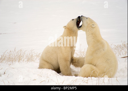 Zwei Eisbären Interaktion Stockfoto