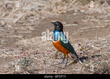 Super Starling (Lamprotornis Superbus), Tsavo East National Park, Kenia. Stockfoto