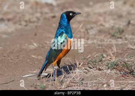 Super Starling (Lamprotornis Superbus), Tsavo East National Park, Kenia. Stockfoto