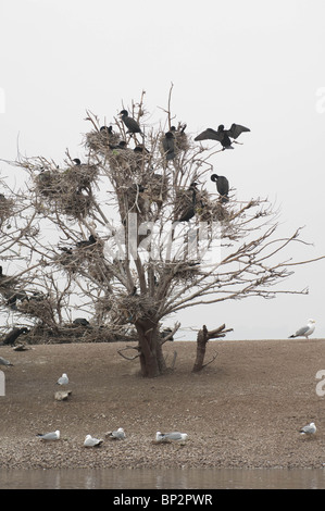 Doppelte Crested Kormorane bereiten ihre Nester in den Bäumen in der Nähe der Ufer. Stockfoto