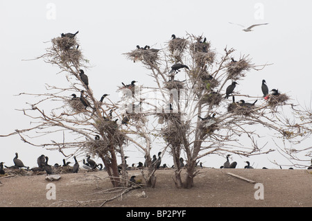Doppelte Crested Kormorane bereiten ihre Nester in den Bäumen in der Nähe der Ufer. Stockfoto
