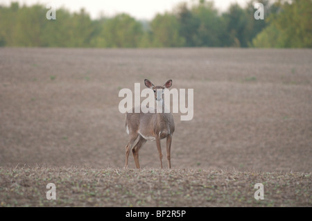 Eine weiße tailed Hirsch Futter für Lebensmittel auf ein Feld-frisch gepflegten Hof. Stockfoto
