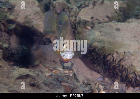 Sonnenbarsch Süßwasserfische werden heftig territoriale und Schutz der Nester während der Laichzeit. Stockfoto