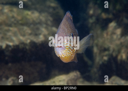 Süßwasser Pumpkinseed Sunfish kann während der Laichzeit sehr bunt sein. Stockfoto