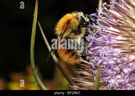 Bombus Pratorum Bumblebee Familie Apidae Stockfoto