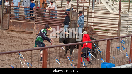 Zwei Männer sind als Rodeo Clowns und einen schwarzen Stier abzulenken. Die beiden unbekannten Männer waren Teilnehmer an einem Junior-Rodeo Stockfoto